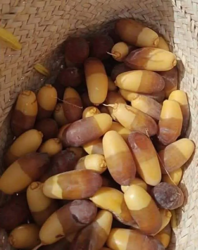 Fresh Khalal Aseel dates in a traditional Khairpur basket