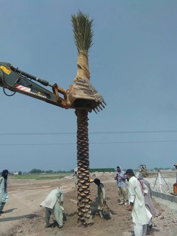 Machinery-assisted mature date palm installation by the company field team